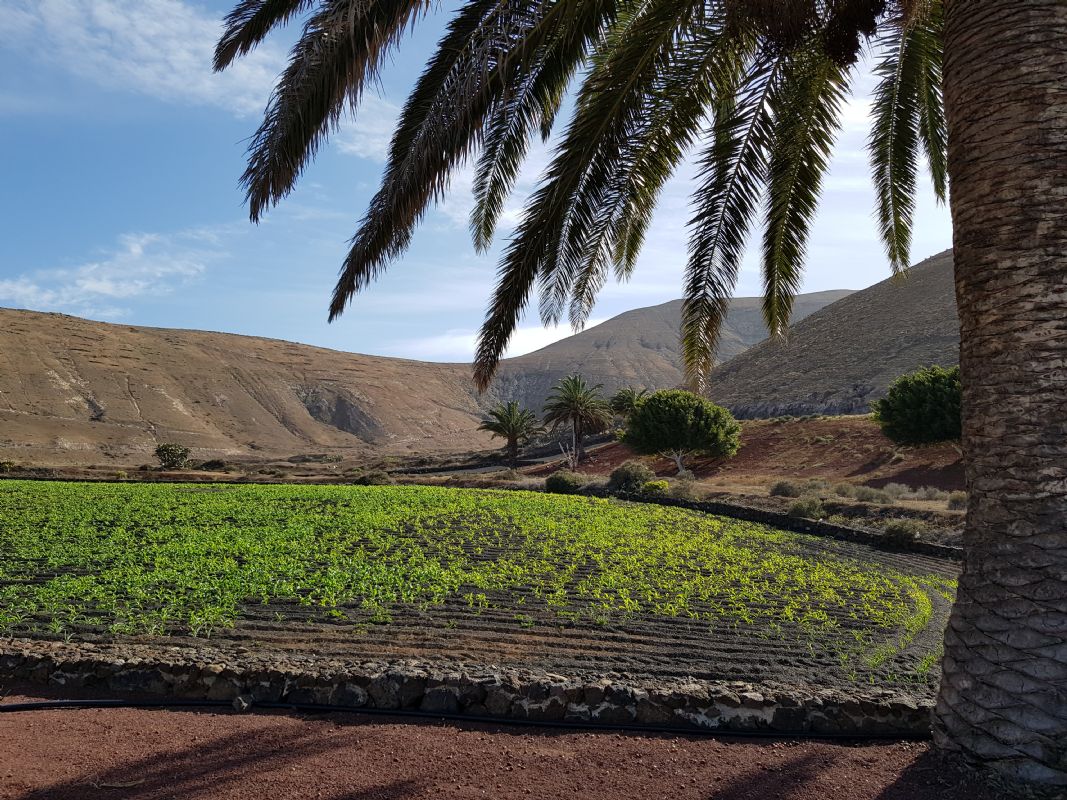 https://newex.headwater.com/holiday-hotels/?HolidayID=210&HotelID=282&HolidayName=Spain+%2D+Canary+Islands-Spain+%2D++Canary+Islands+%2D+Lanzarote+%2D+Volcanoes+and+Vineyards-&HotelName=Lanzarote+Trek">Lanzarote Trek